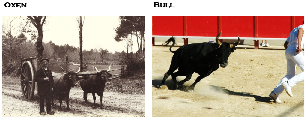 A side by side comparison of oxen and a bull.