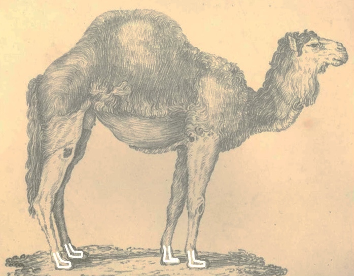 A camel (gamal in Hebrew) with its four gimmels outlined. 